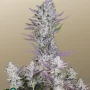 Cannabis seeds Wedding GLUE Auto from Fast Buds